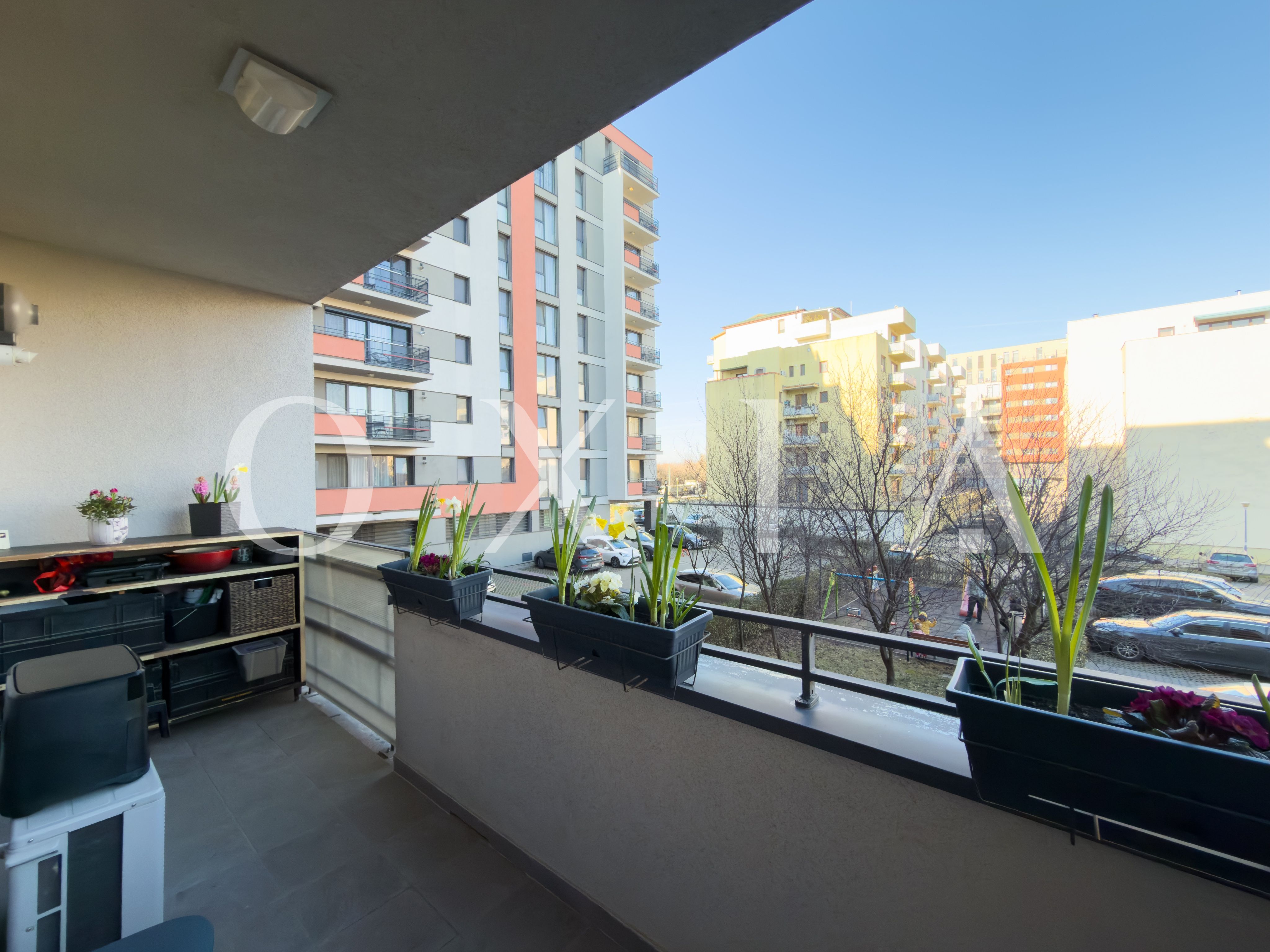 aradului-torontalului-iris-15